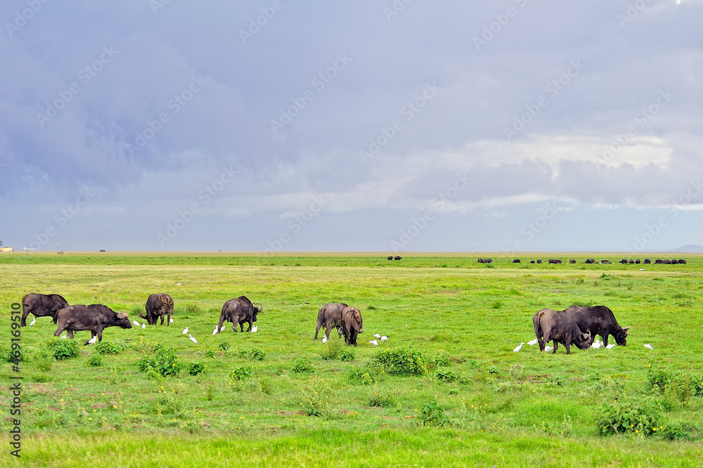 A picture of some buffaloes