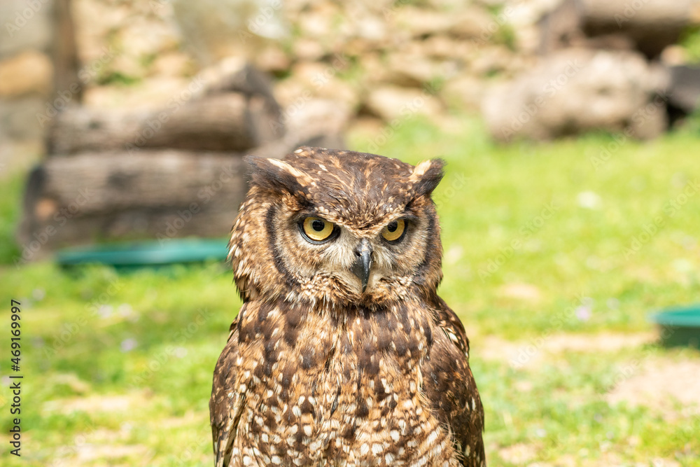 eagle owl posing perched on a branch (Bubo bubo)