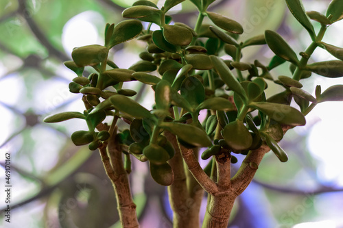 Fototapeta Naklejka Na Ścianę i Meble -  healthy green crassula ovata succulent jade plant lucky money tree indoor on window-sill
