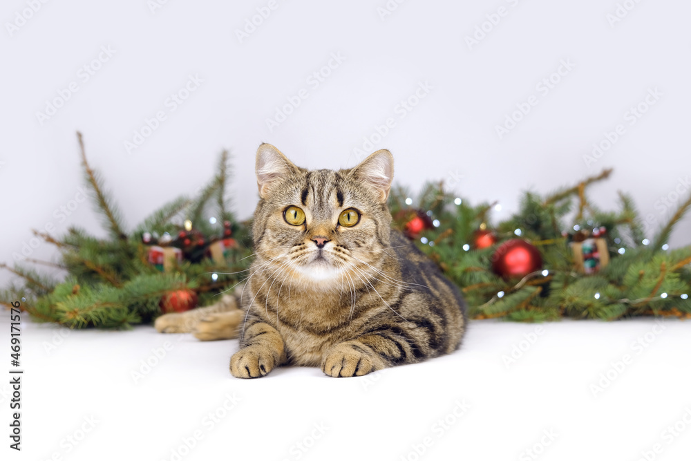 The cat lies among the spruce branches. Cat on a white background next to the festive New Year and Christmas decorations.