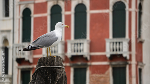 Seagull in Venezia