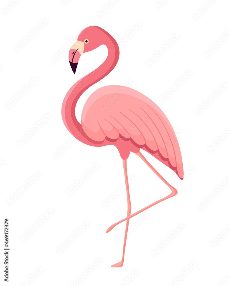 Fototapeta premium Vector illustration of a flamingo.
