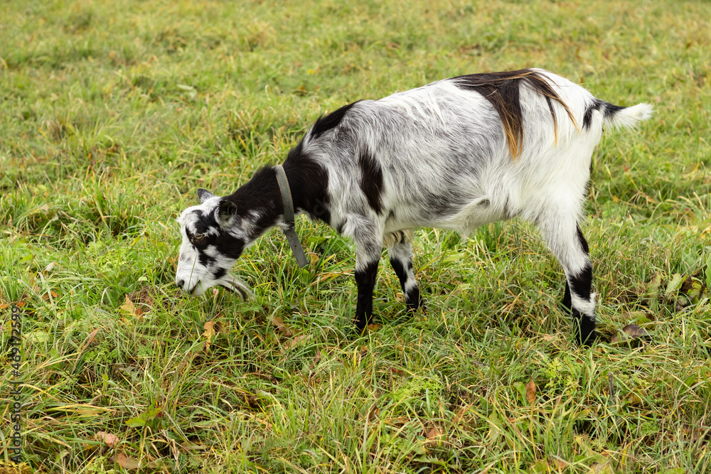 a black-and-white wool goat grazes on a pasture, the concept of agriculture.goat's milk a black-and-white wool goat grazes on a pasture, the concept of agriculture.goat's milk