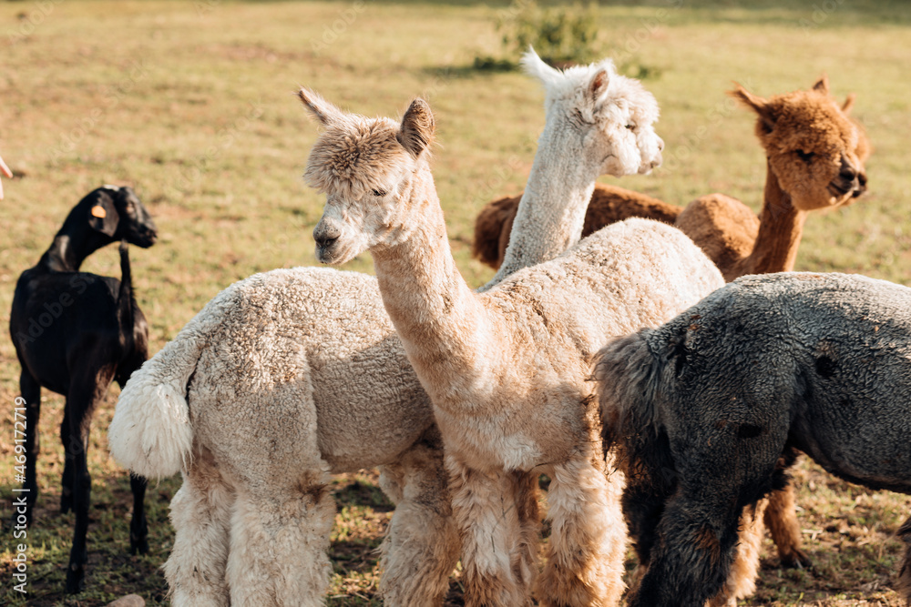 Group of cute multicolored alpacas graze in meadow on farm. Agricultural industry. Beauty of nature. Agrotourism. Natural materials. Beautiful animals. Wool and its production. Farm life.