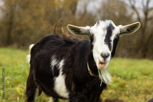 a black-and-white wool goat grazes on a pasture, the concept of agriculture.goat's milk