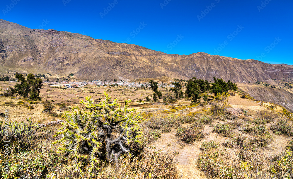 Cactus plants at the Colca Canyon in Peru, one of the deepest canyons in the world