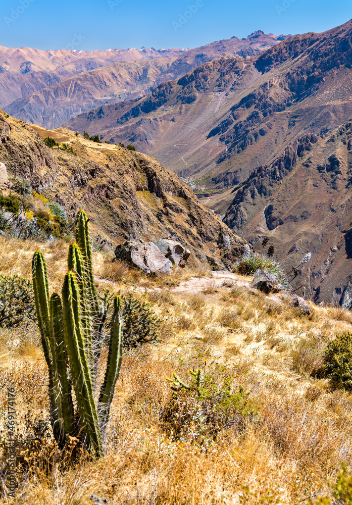 Cactus plants at the Colca Canyon in Peru, one of the deepest canyons in the world