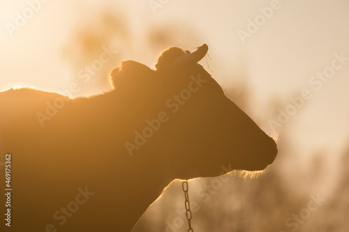 Cow resting in the morning meadow