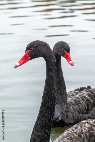 Black swans with red beaks on a lake © Christoph