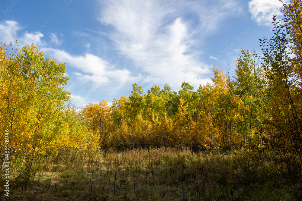 Manitoba Landscape