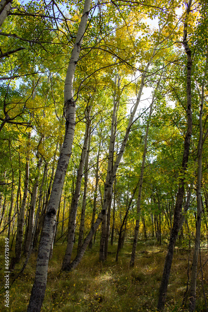 Fototapeta premium Manitoba Landscape