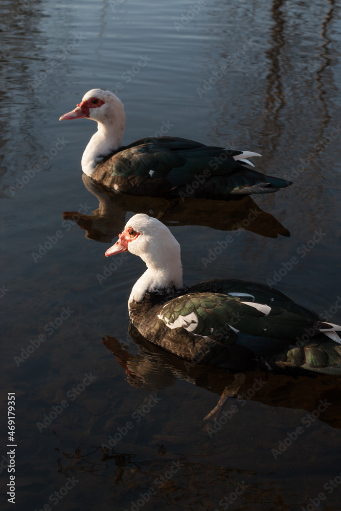 Obraz premium Parque Urbano do Rio Ul, São João da Madeira