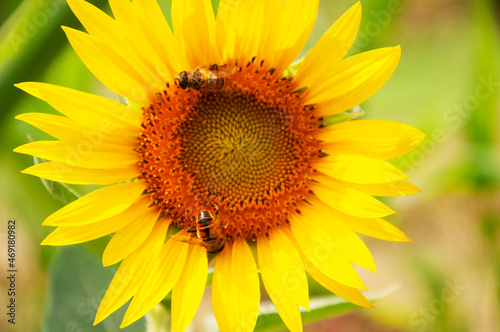 Fototapeta Naklejka Na Ścianę i Meble -  Bees on a sunflower flowerees on a sunflower flower. High quality photo