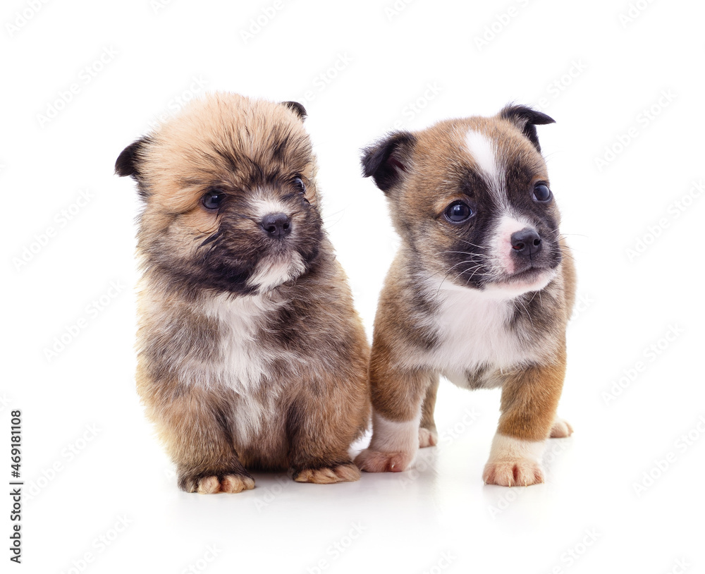 Fototapeta premium Two little puppies.