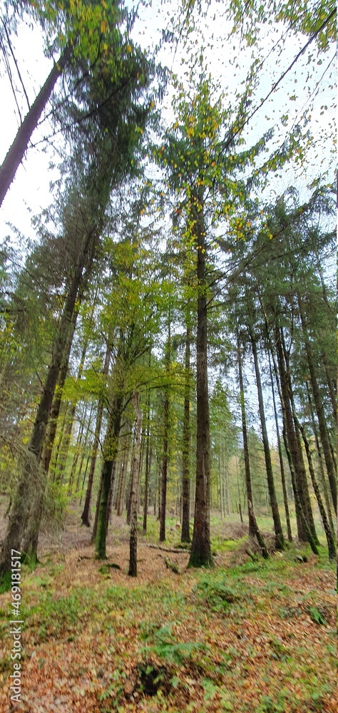 Obraz premium trees in forest