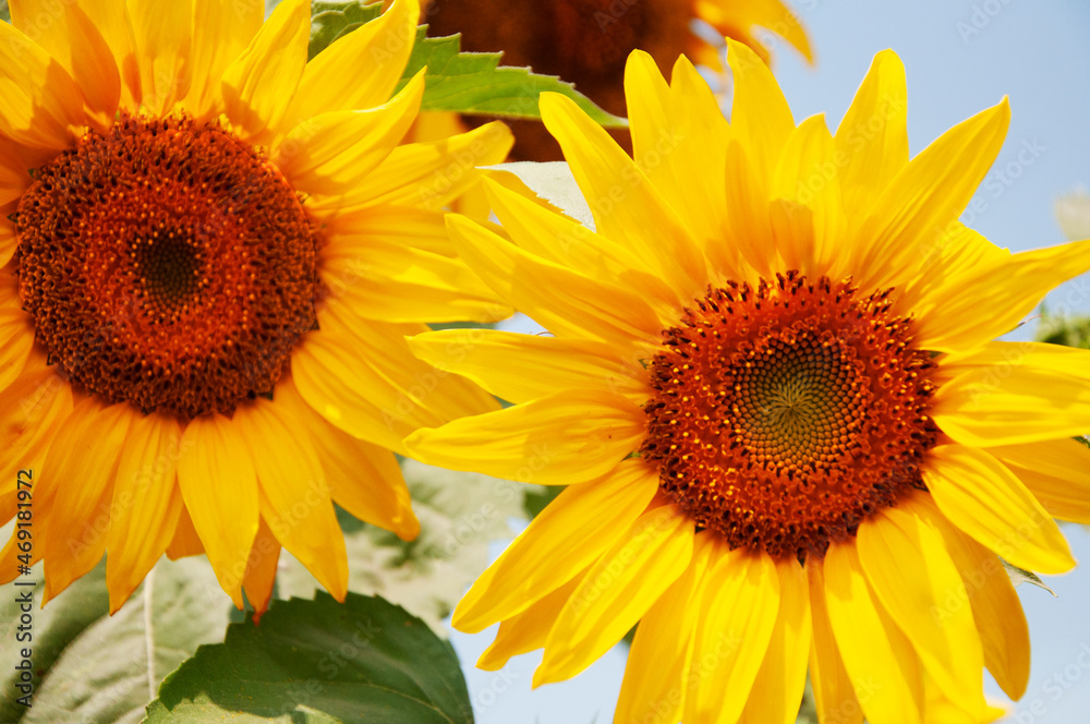 Several flowers of a sunflower on a background of blue sky. High quality photo