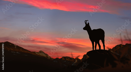 young chamois observes the sunset on the rock photo