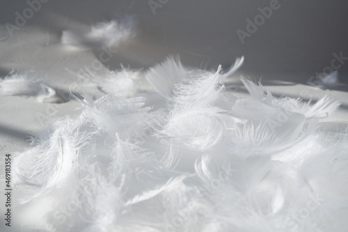 舞い降りたたくさんの白い羽根 天使 エンジェル