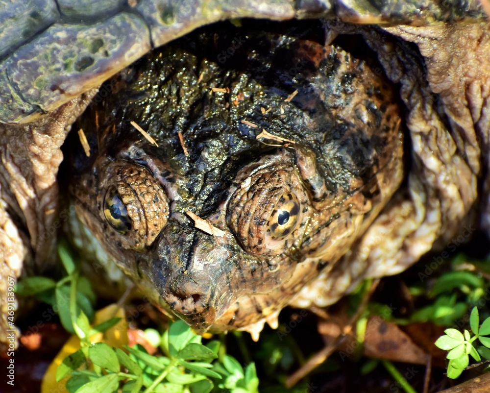 Naklejka premium snapping turtle