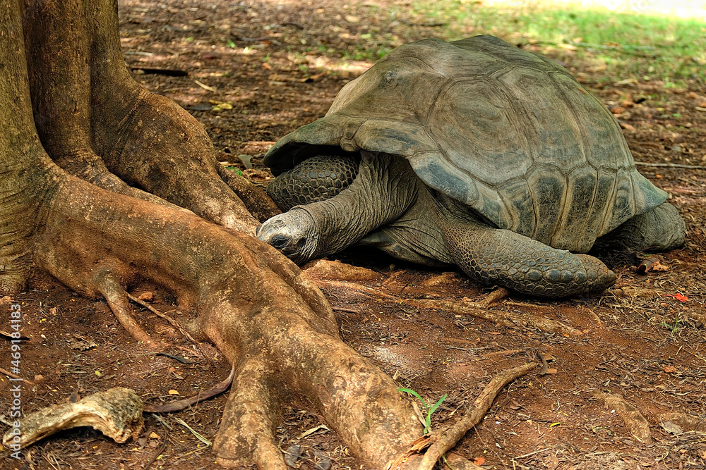 Fototapeta premium A picture of a turtle
