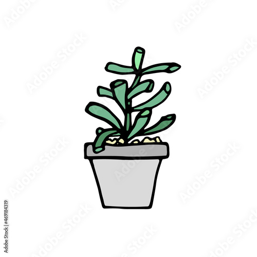 Succulent plant in grey pot. Hand drawn doodle crassula icon, logo. Isolated houseplants in concrete flowerpot. Vector illustration for poster, banner.