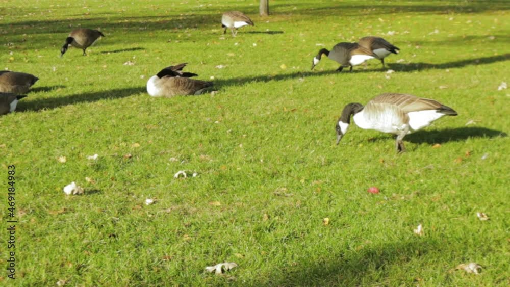 Canada goose grazing on green grass. Canadian goose walking and moving on grass on a sunny day in Toronto, Canada Canada goose grazing on green grass. Canadian goose walking and moving on grass on a sunny day in Toronto, Canada