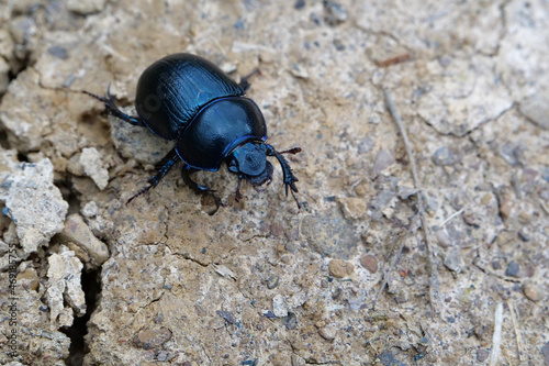 Dark blue beetle crawls on the ground, Carpathian Mountains, Ukraine