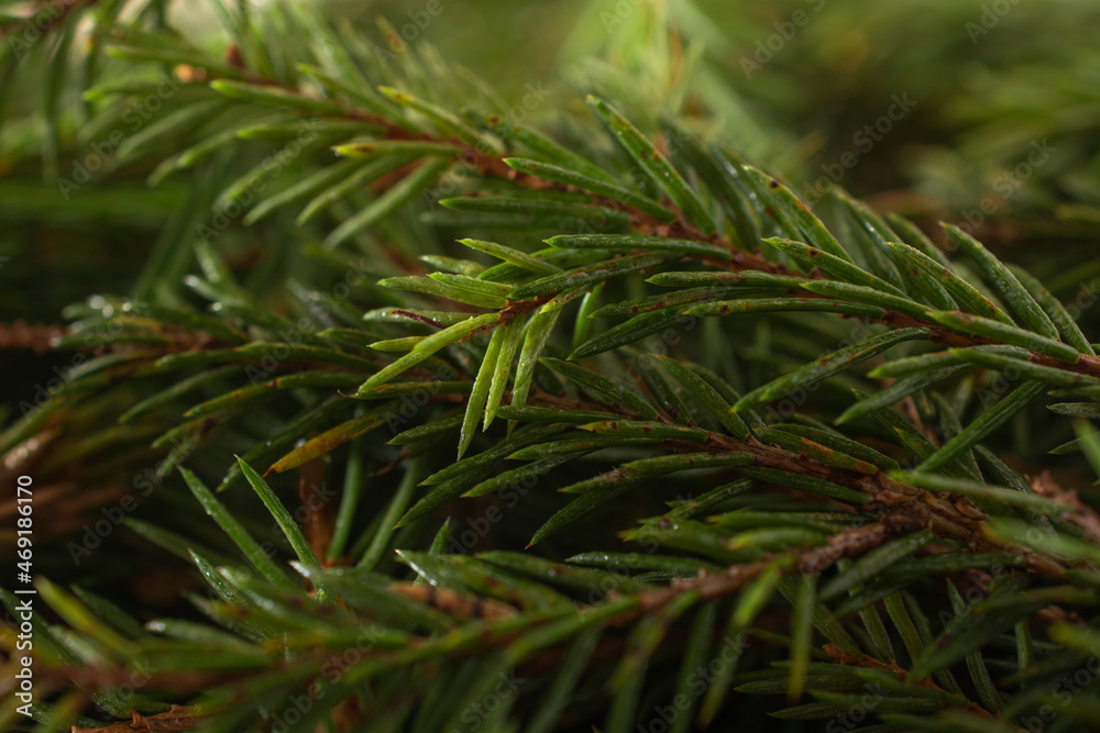 background of Christmas tree branches. top view background of Christmas tree branches. top view