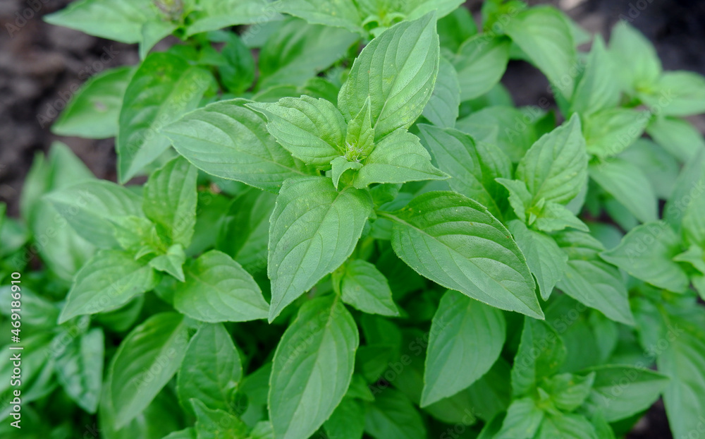 Italian basil in a vegetable garden close-up. Fresh young basil grows in fertile soil. Harvest healthy edible plants. Italian basil in a vegetable garden close-up. Fresh young basil grows in fertile soil. Harvest healthy edible plants.