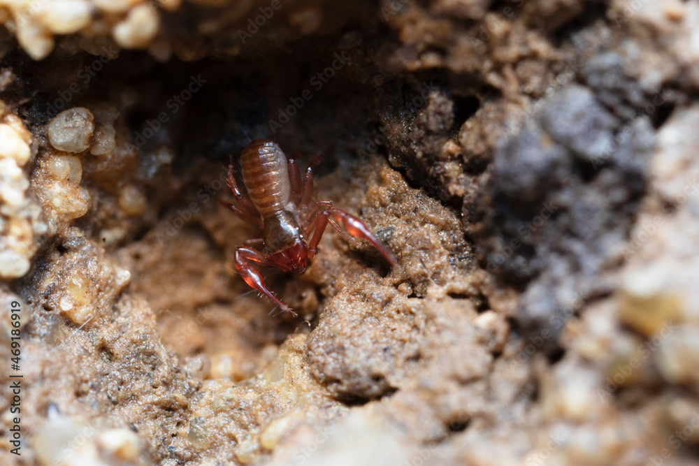 Pseudo-scorpion Chthonius on stone in close-up Pseudo-scorpion Chthonius on stone in close-up