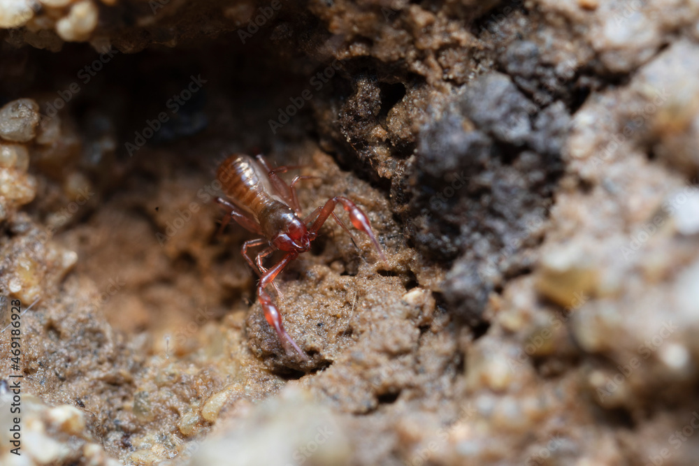 Pseudo-scorpion Chthonius on stone in close-up Pseudo-scorpion Chthonius on stone in close-up