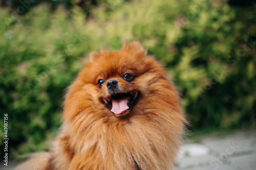 Close photo of a dog breed Pamaran Spitz in the park on a background of greenery  the dog smiles and looks away.