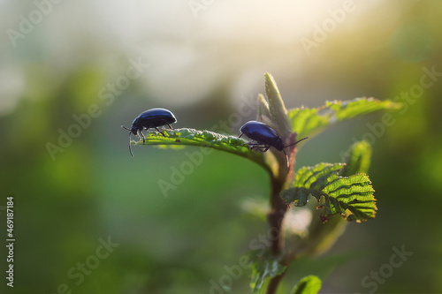 Shiny small black beetles eating hornbeam plant leaves causing damage and injury