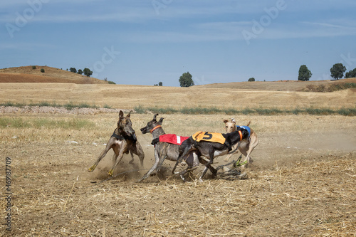 Cuatro galgos españoles de pura raza peleando por la presa en la carrera de perros.