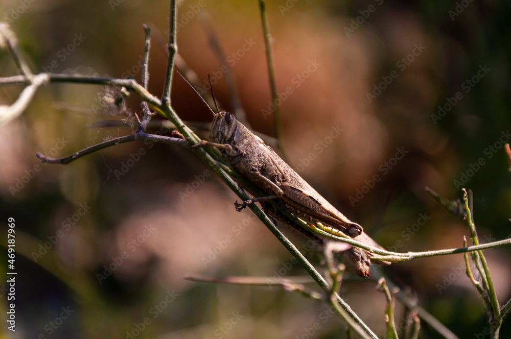 Large bush cricket sitting on bush Large bush cricket sitting on bush