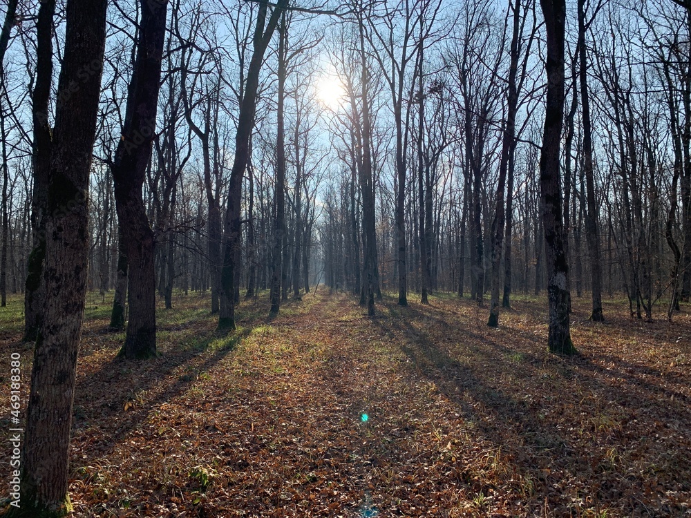 Obraz premium лес, деревья, мох, ягоды, цветы, осень, природа, небо, солне, 