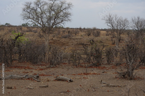 Botswana safari 2