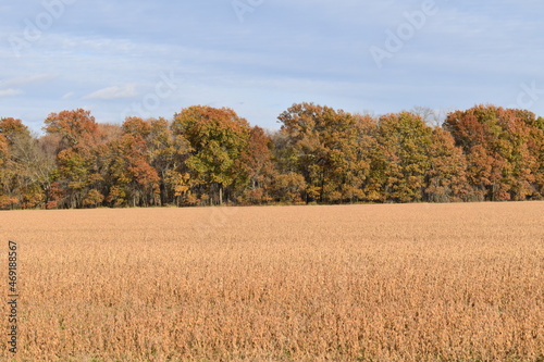 Autumn Trees by a Soybean Field