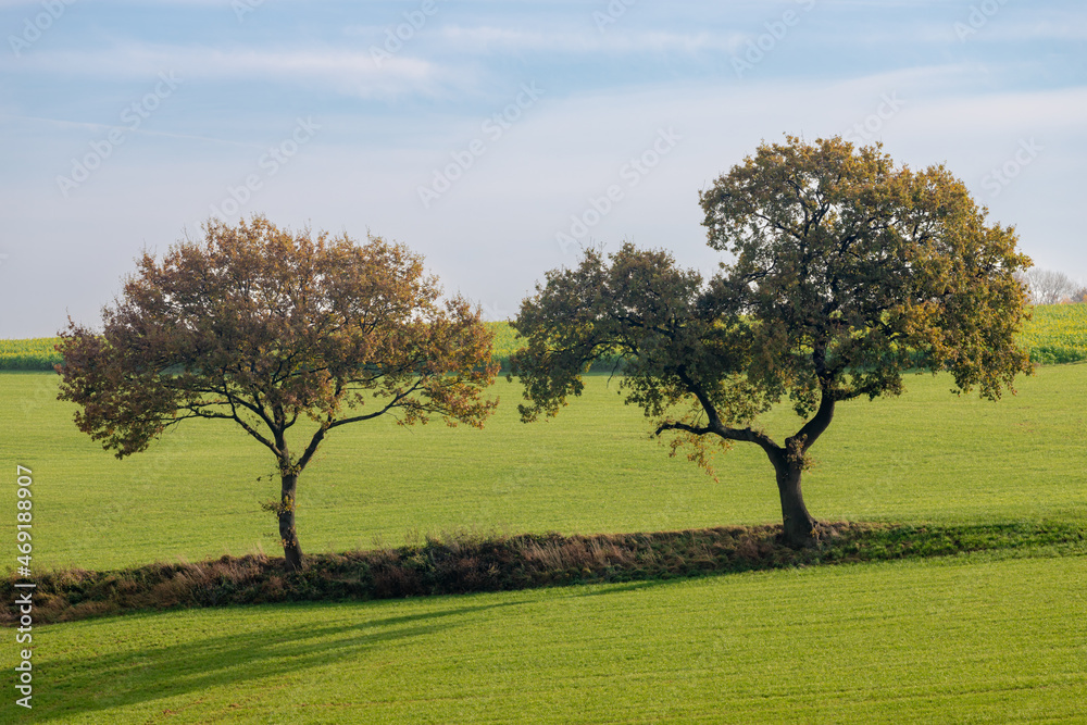 Autumn landscape of hilly countryside of South Limburg (Zuid-Limburg) Green grass field with big trees and farmland, Gulpen is a village in the southern of the Dutch province , Limburg, Netherlands. Autumn landscape of hilly countryside of South Limburg (Zuid-Limburg) Green grass field with big trees and farmland, Gulpen is a village in the southern of the Dutch province , Limburg, Netherlands.