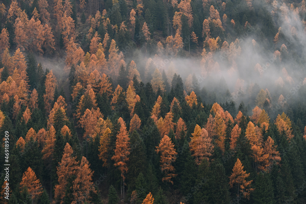 alberi autunno autunnale 