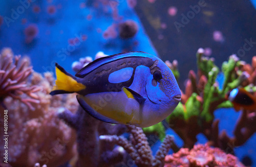 Фотография PARACANTHURUS HEPATUS, KNOW AS THE BLUE TANG SWIMMING IN TROPICAL AQUARIUM, DORI FISH