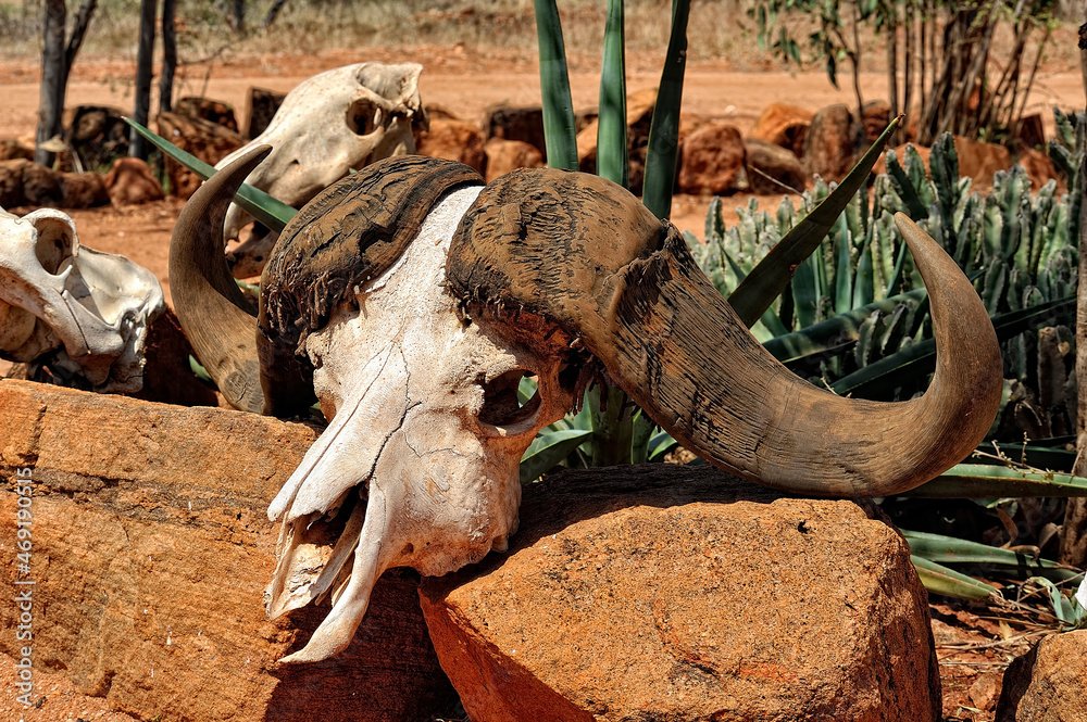 A picture of an animal skull A picture of an animal skull