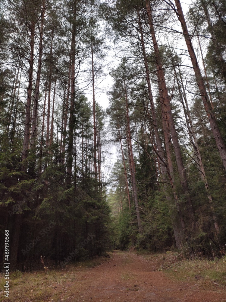 Obraz premium path in the woods