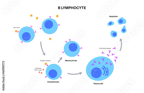 B cell activation