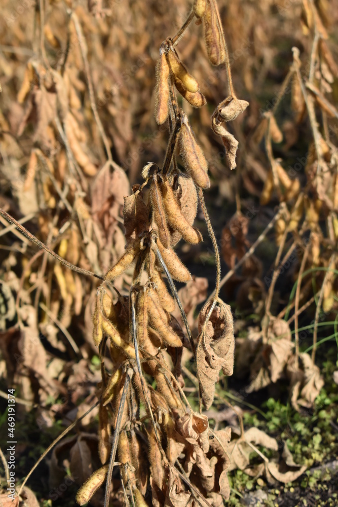 Dry Soybeans in a Farm Field Dry Soybeans in a Farm Field