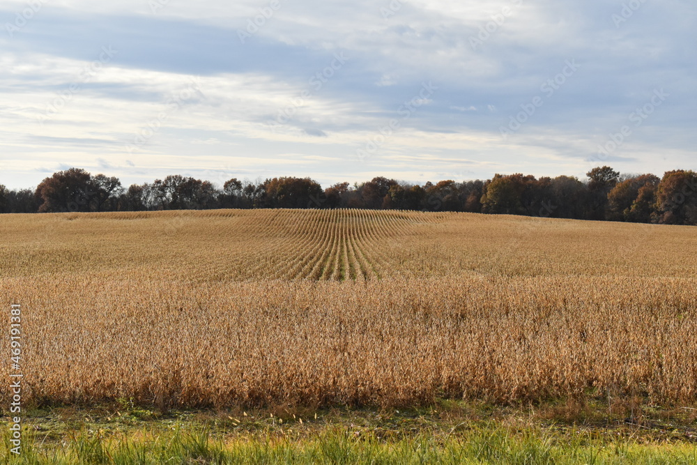 Obraz premium Soybean Field