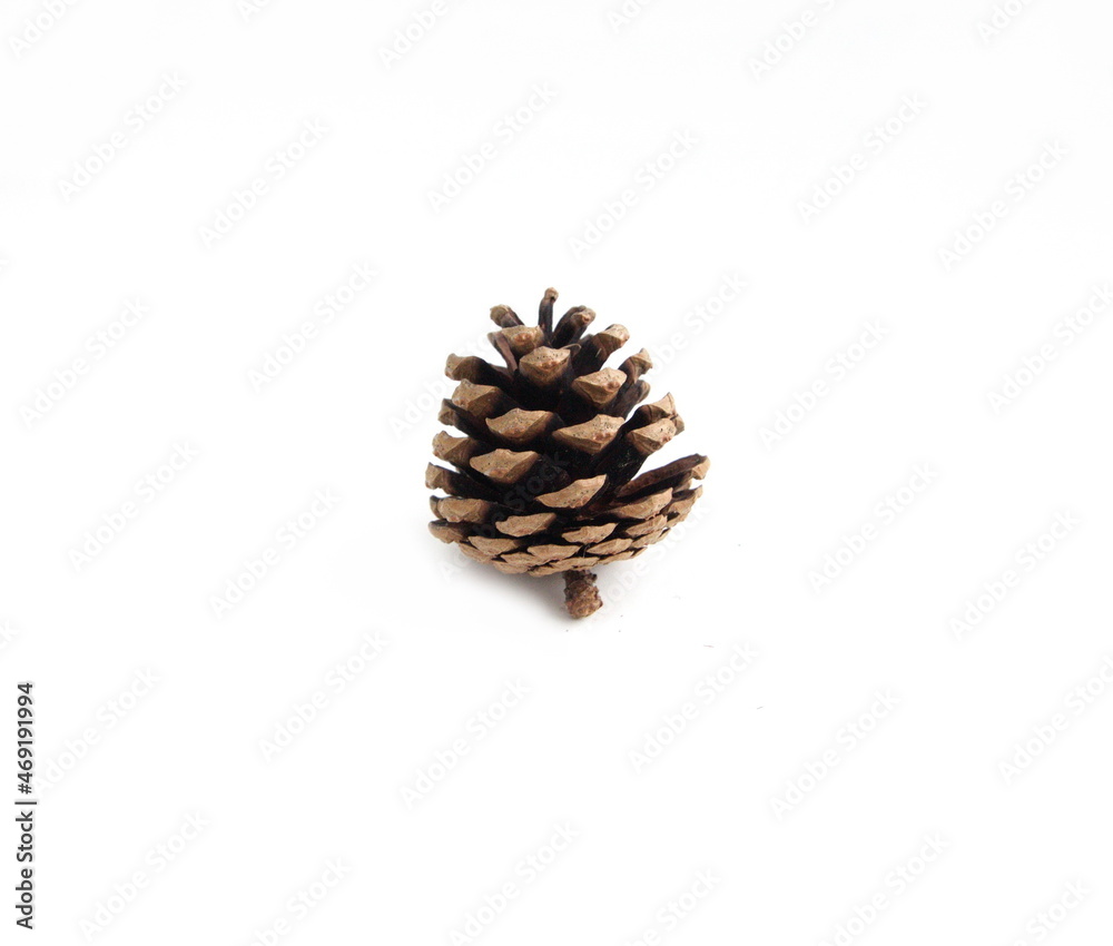 Pine (conifer) cone, seed cone, ovulate cone on white background Pine (conifer) cone, seed cone, ovulate cone on white background