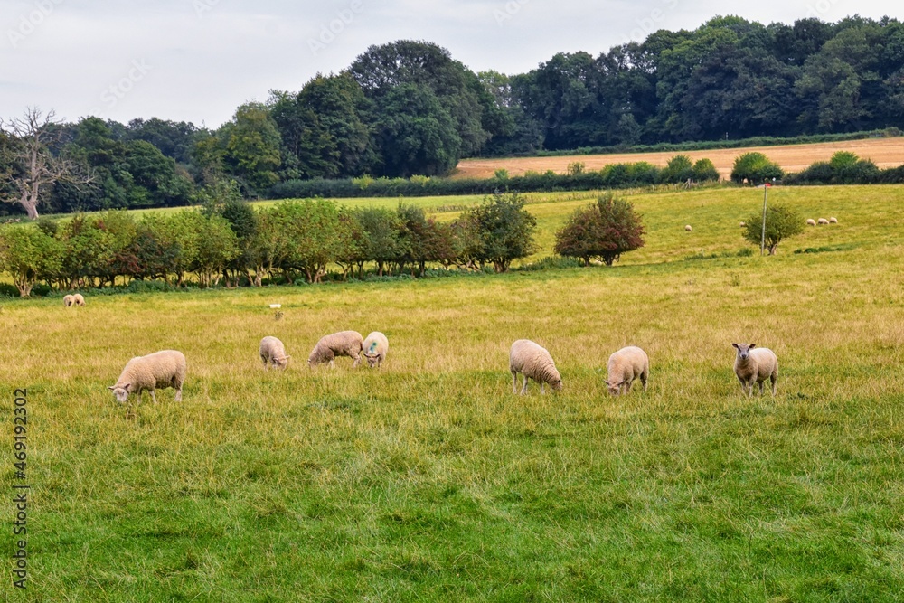 Fototapeta premium Sheep Grazing in England lush pastures and farmlands in the United Kingdom. Beautiful English countryside with emerald green fields and meadows. UK.