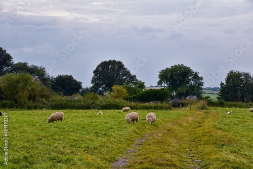 Sheep Grazing in England lush pastures and farmlands in the United Kingdom. Beautiful English countryside with emerald green fields and meadows. UK.