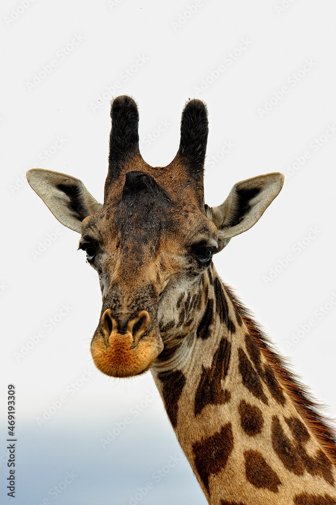 Fototapeta premium A picture of a giraffe